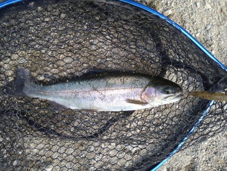 ミノーイングの威力を体感